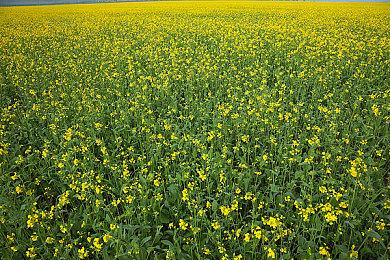 《全面战争》开发商CA正在用虚幻5引擎打造新作